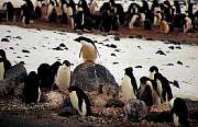 penguins2.jpg