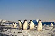 penguins4.jpg