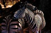 zebras2.jpg